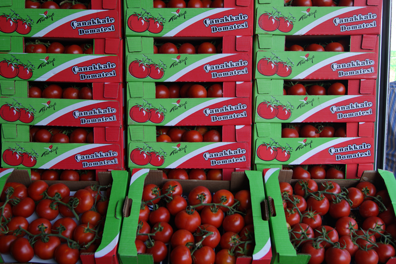 tomato-export